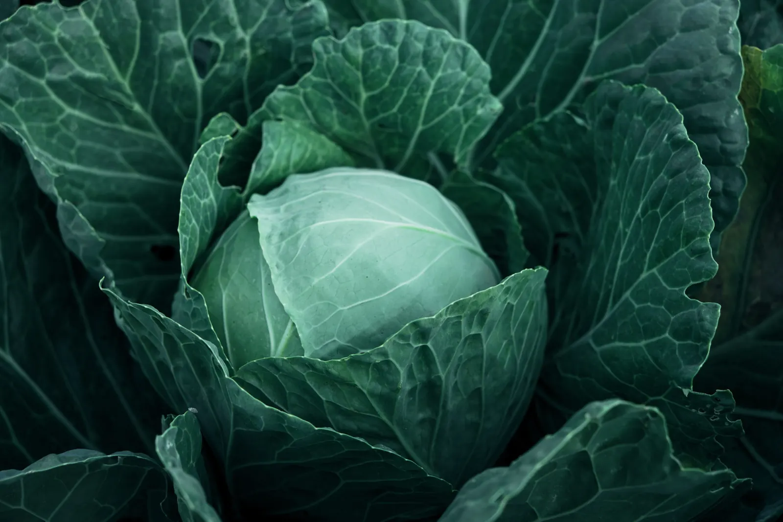 Close-up of a cabbage leaf