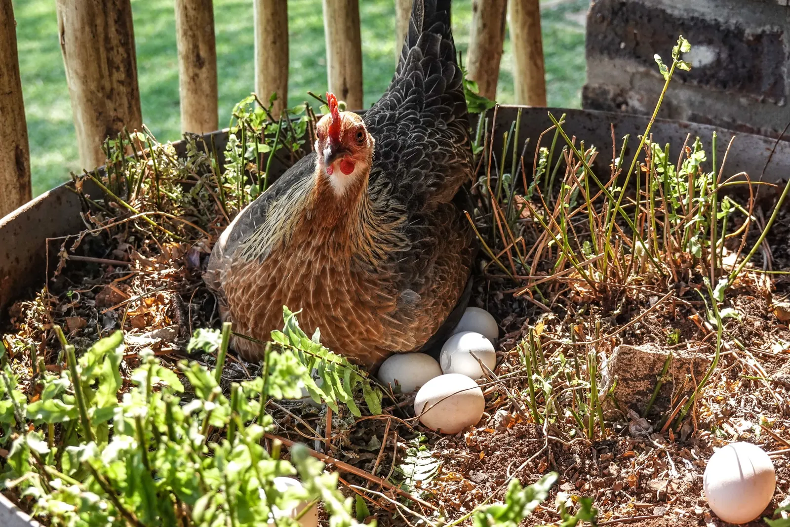 A hen sitting on eggs in a garden