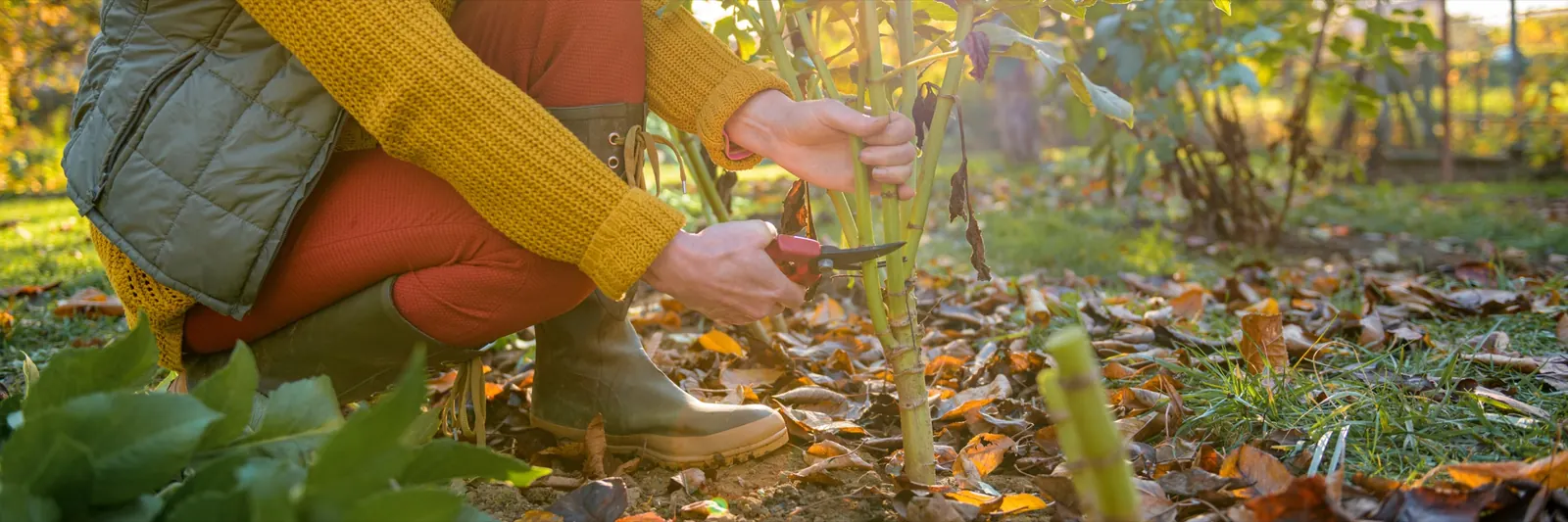 Hands pruning a young tree in autumn leaves