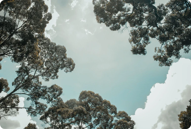 Tree canopy against a cloudy sky