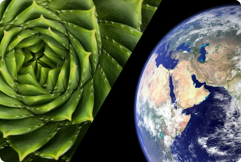 A succulent spiral beside an image of the Earth