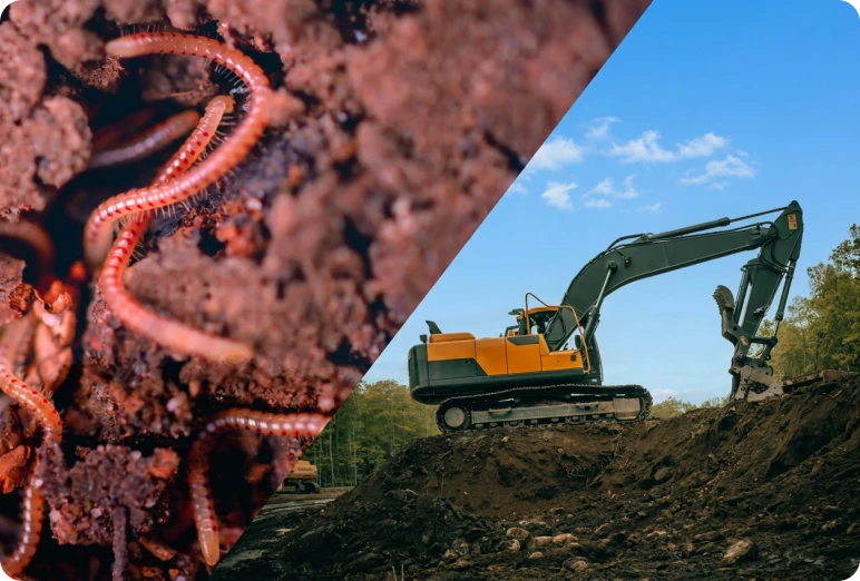 Earthworms in soil beside an excavator