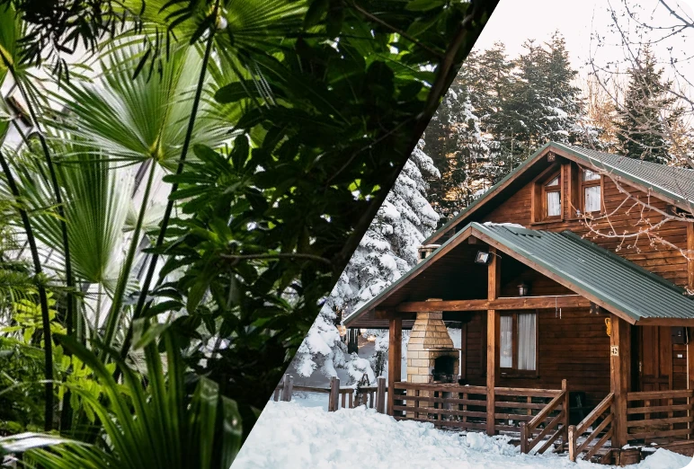 Tropical plants beside a snowy cabin