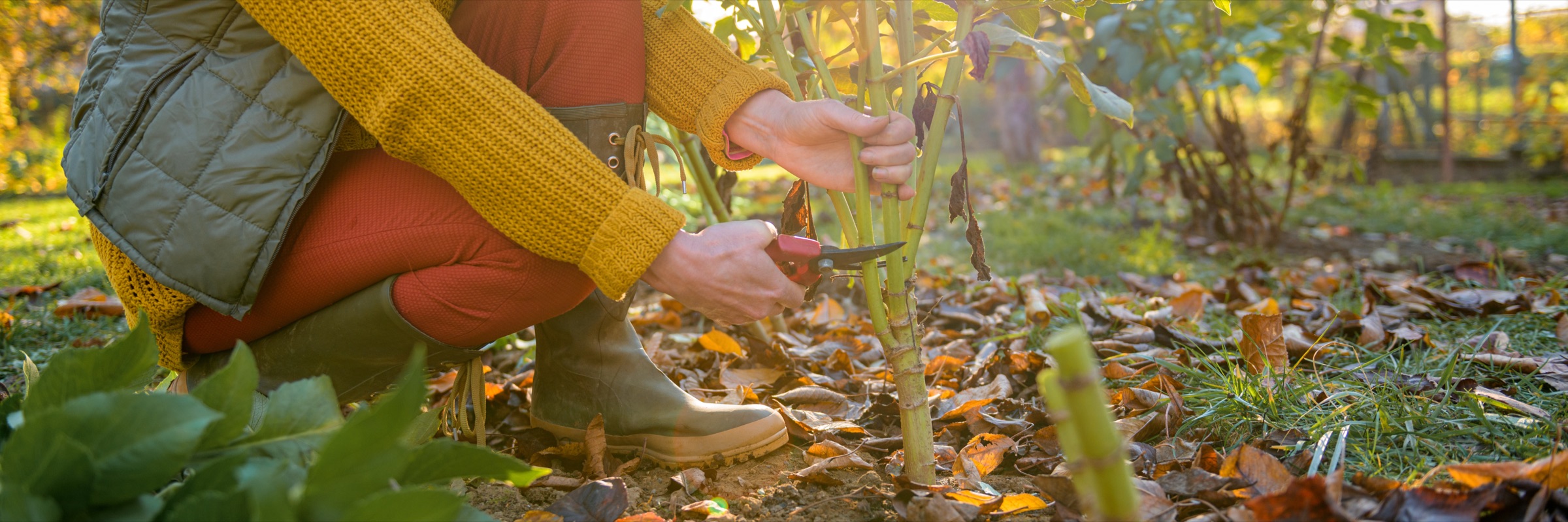 Hands pruning a young tree in autumn leaves