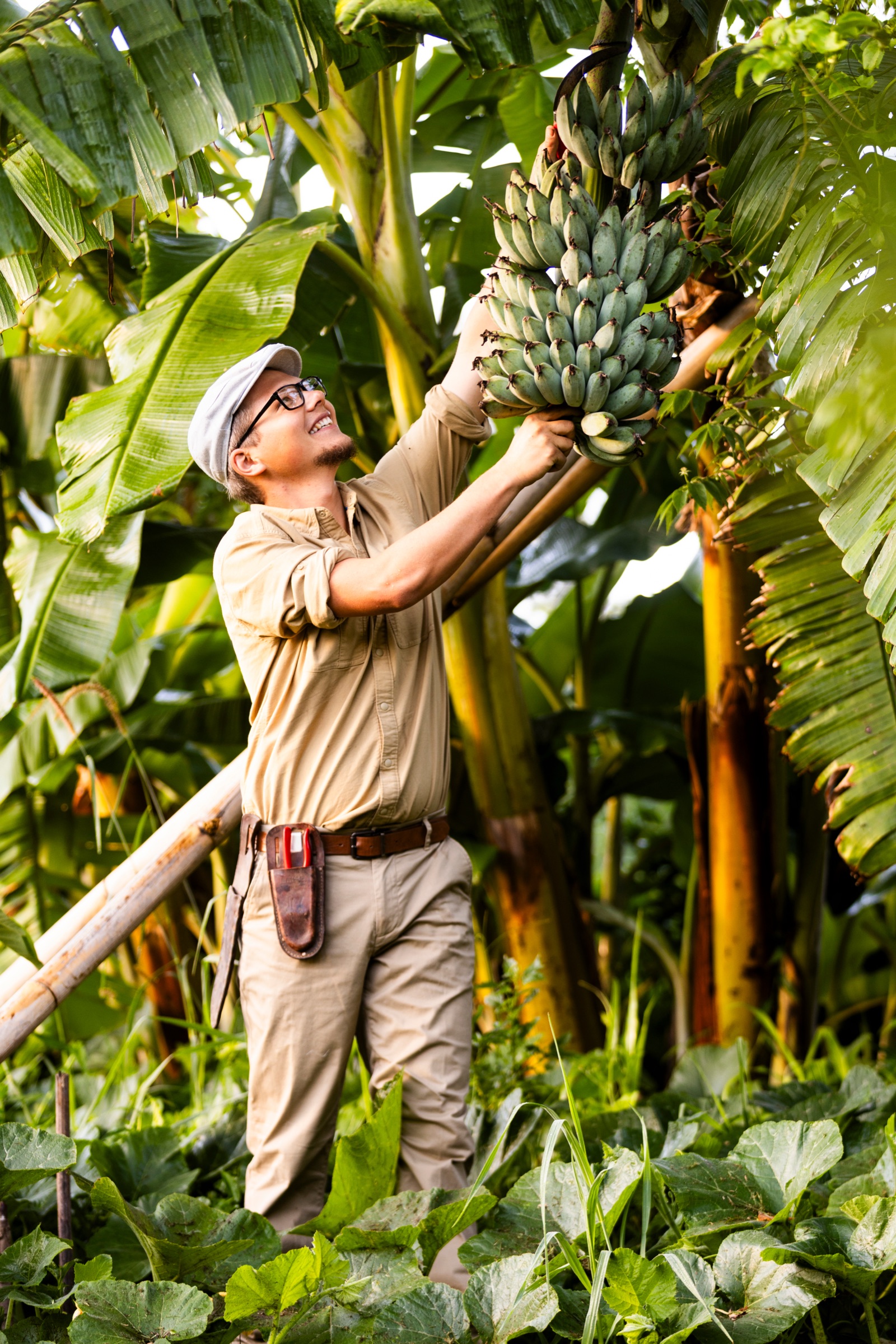 Sam harvesting a bunch of bananas