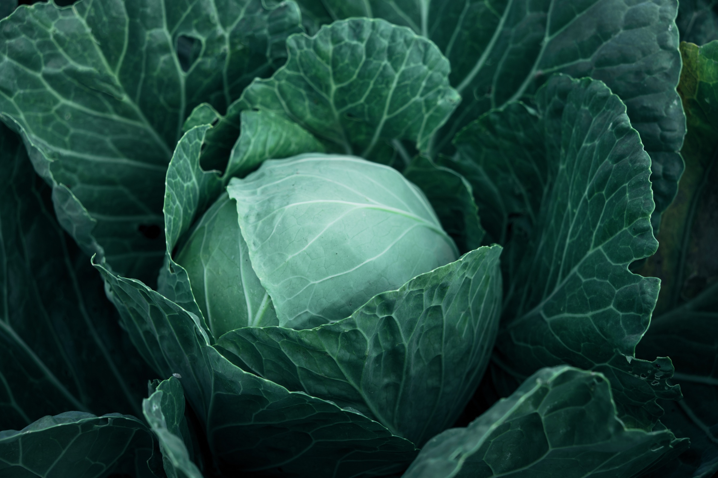 Close-up of a cabbage leaf