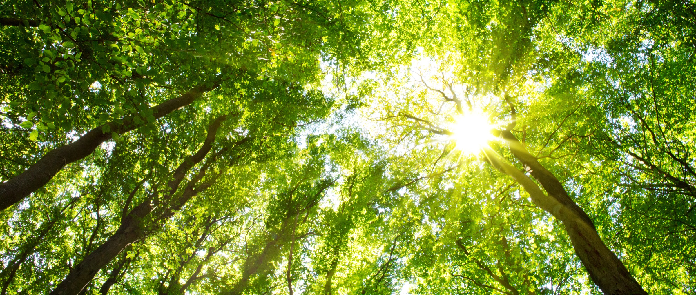 Sunlight through a forest canopy