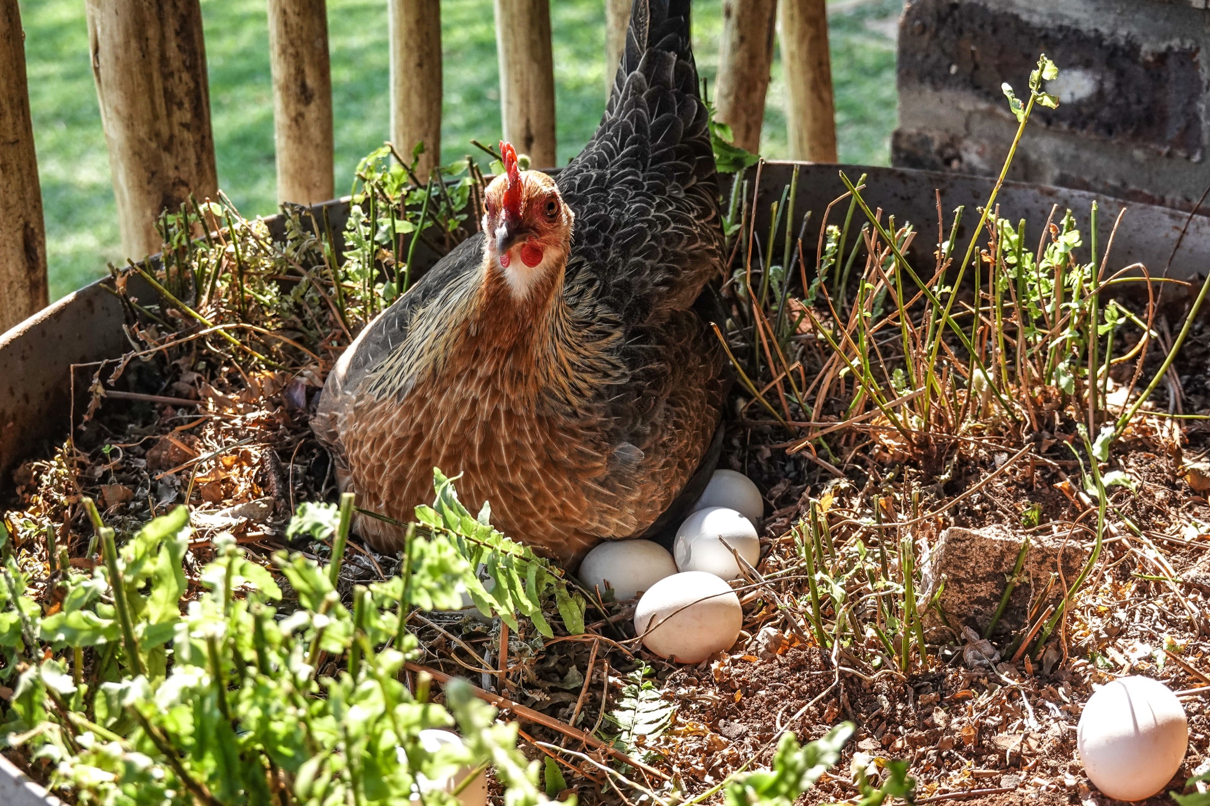 A hen sitting on eggs in a garden